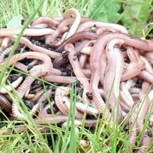 worms on grass