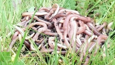 worms on grass