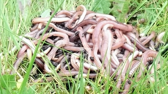 1/2 kilo of fishing worms - Leansmount Worms