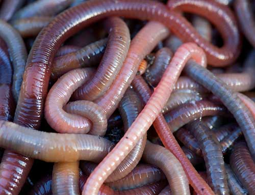 earthworms