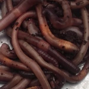 Products Leansmount Worms